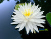 Sugar Crystal Water Lily