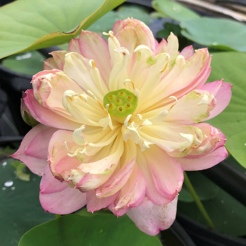 Sunflower Face to the Sun Lotus  <br>  Bowl-Dwarf  / Airy Pink Blooms!