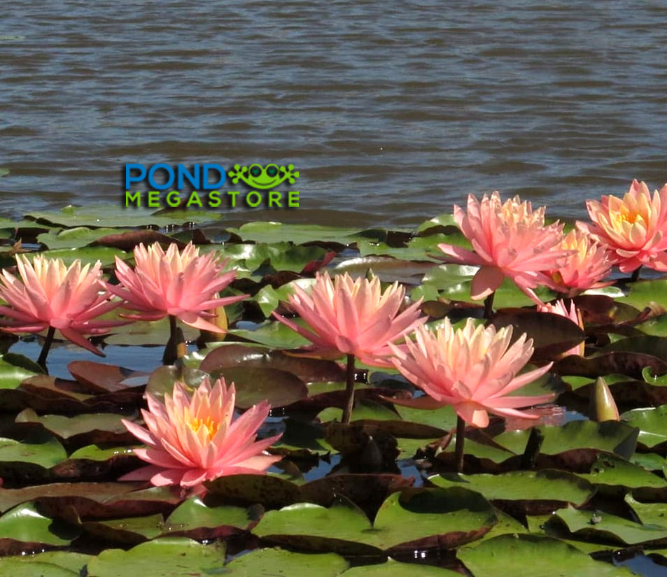 Sunny Pink Hardy Water Lily - Pond Megastore