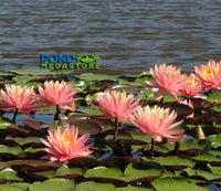 Sunny Pink Hardy Water Lily - Pond Megastore