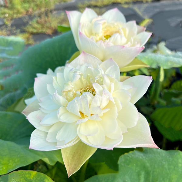 Taihu Deep Love Lotus