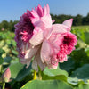 Traditional Thousand Petals Lotus <br> Stunning, multi-hearted blooms!