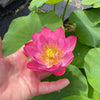 Tiny Red Gulang Lotus <br> Changes color each day!