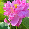 Titanic Lotus <br> Refreshing color on multi-petal blooms!