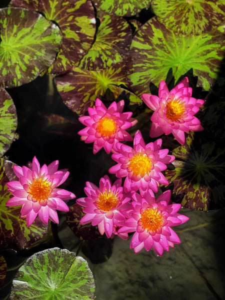 Torch of Bali Hardy Water Lily