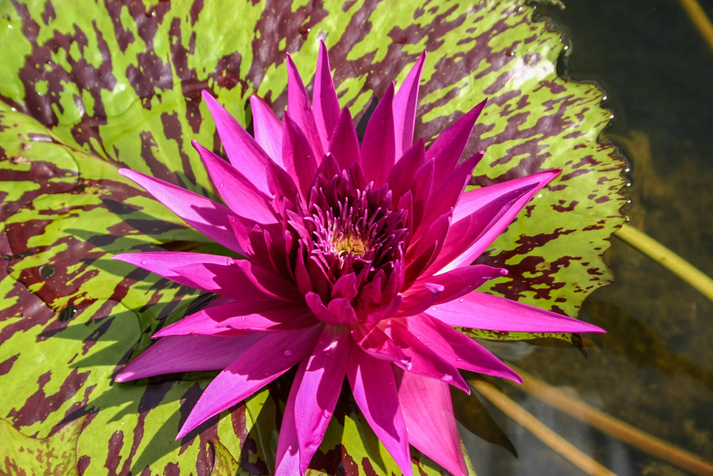 Tropic Punch Annual Water Lily