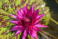 Tropic Punch Annual Water Lily