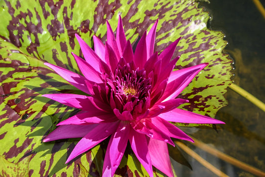 Tropic Punch Annual Water Lily