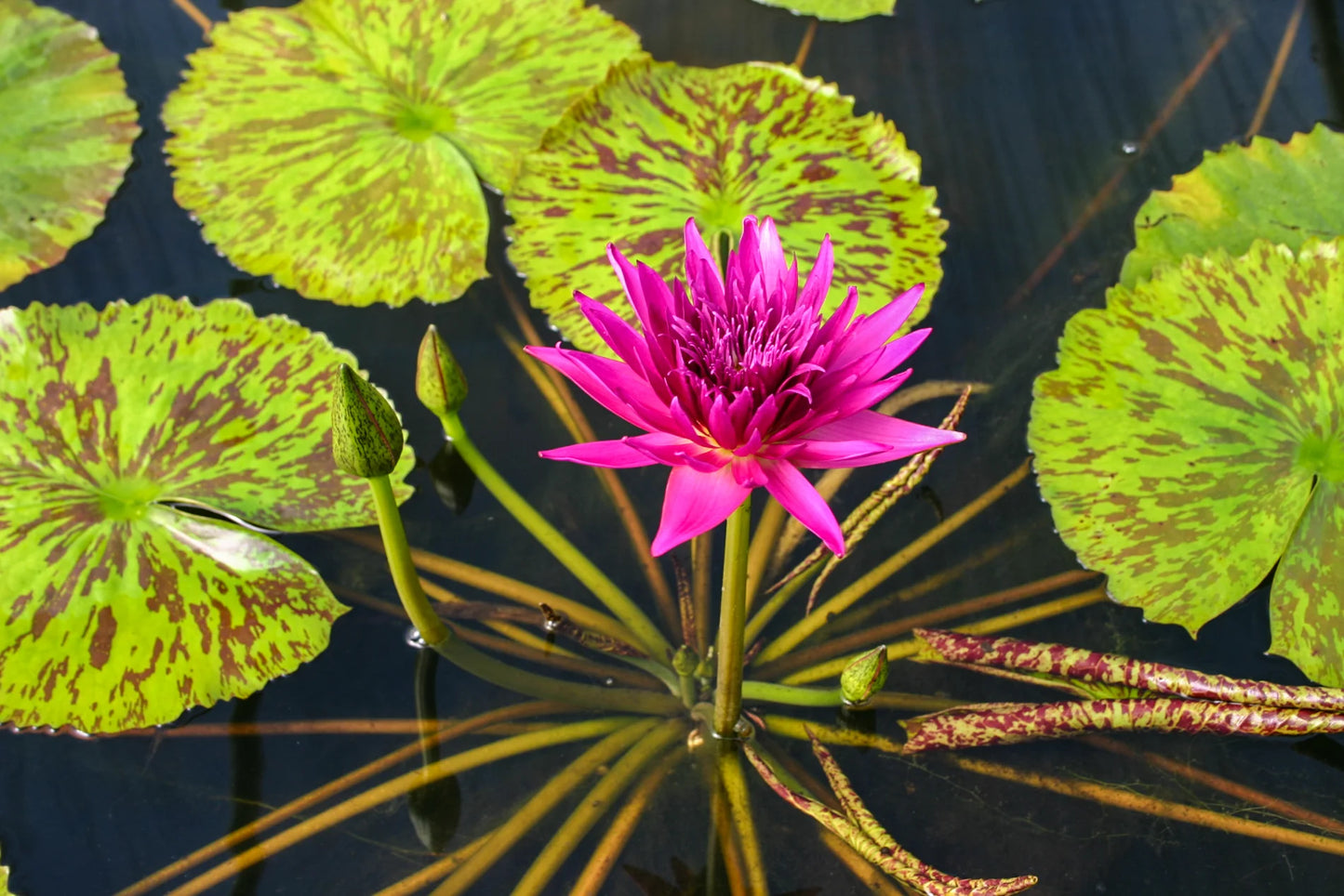 Tropic Punch Annual Water Lily