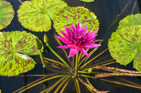 Tropic Punch Annual Water Lily