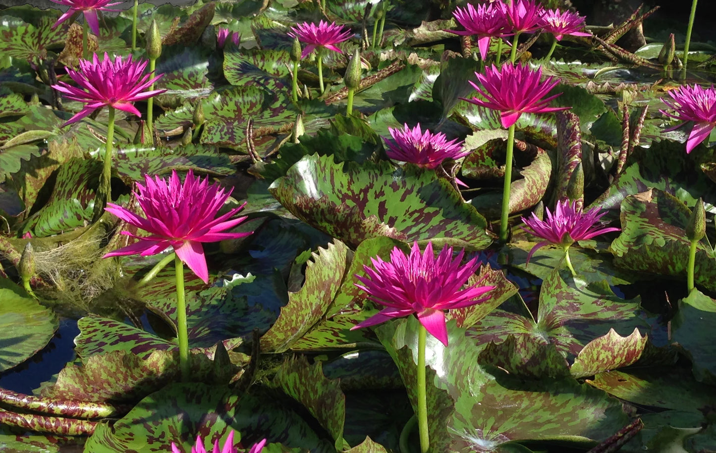 Tropic Punch Annual Water Lily