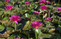 Tropic Punch Annual Water Lily