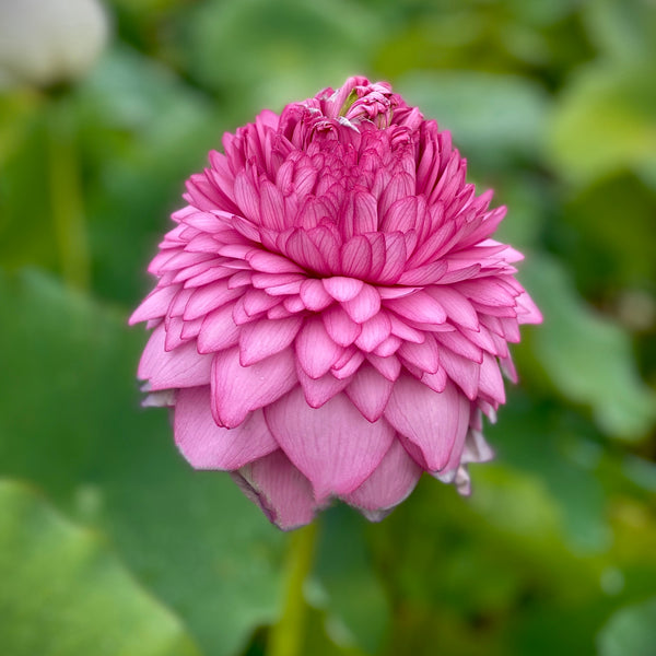 Ultimate 1000 Petal Lotus <br>  Lush, rich, full blooms!