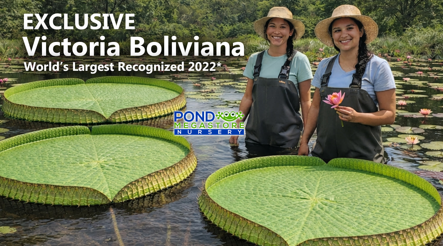 Victoria Bolivia (5 SEEDS) Water Lily Platter Exclusive* Pond Megastore - Pond Megastore