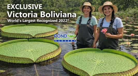 Victoria Bolivia (5 SEEDS) Water Lily Platter Exclusive* Pond Megastore - Pond Megastore