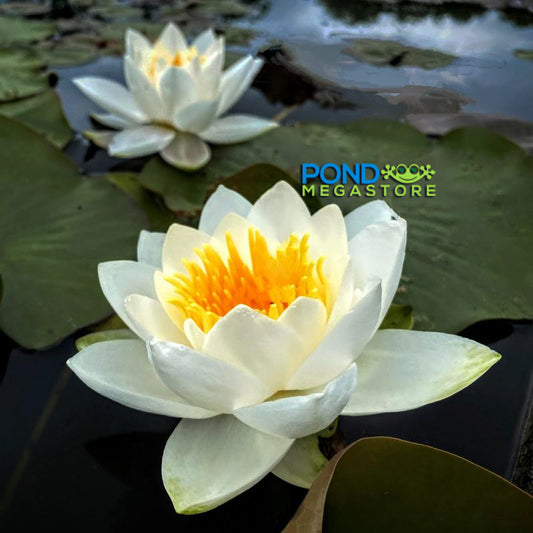 Virginalis White Hardy Waterlily - Pond Megastore