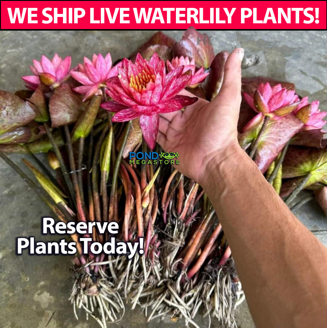 lily pad flower for sale Buy Wanvisa Waterlily, the champion waterlily of 2010.... – Pond Megastore