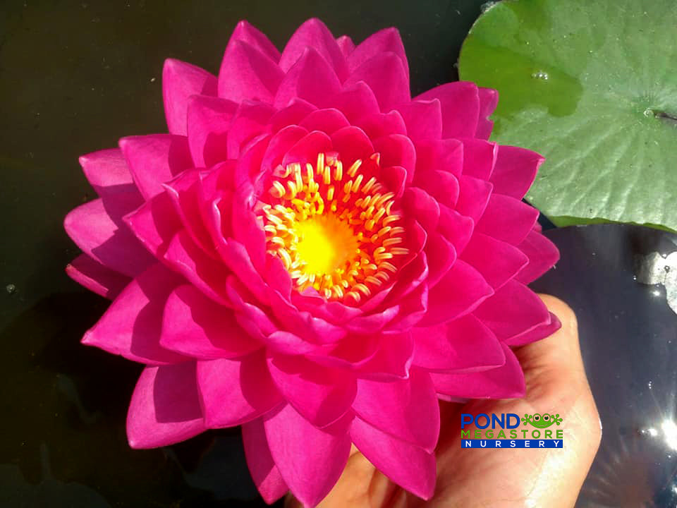 Wimolrat  Hardy Water Lily - Pond Megastore