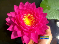 Wimolrat  Hardy Water Lily - Pond Megastore