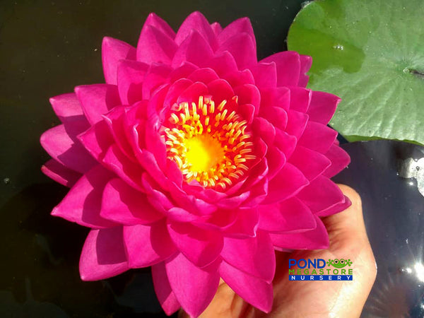 Wimolrat  Hardy Water Lily