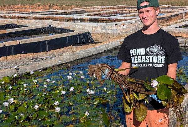 About Pond Megastore Nurseries