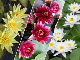 3 Growers Choice Hardy Water Lilies - Pond Megastore