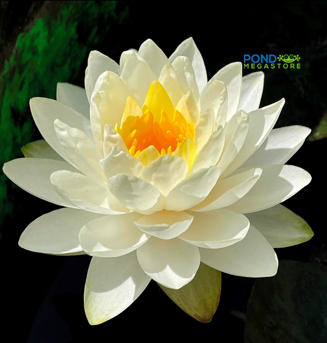 Wedding Dress XL Hardy Water Lily - Pond Megastore