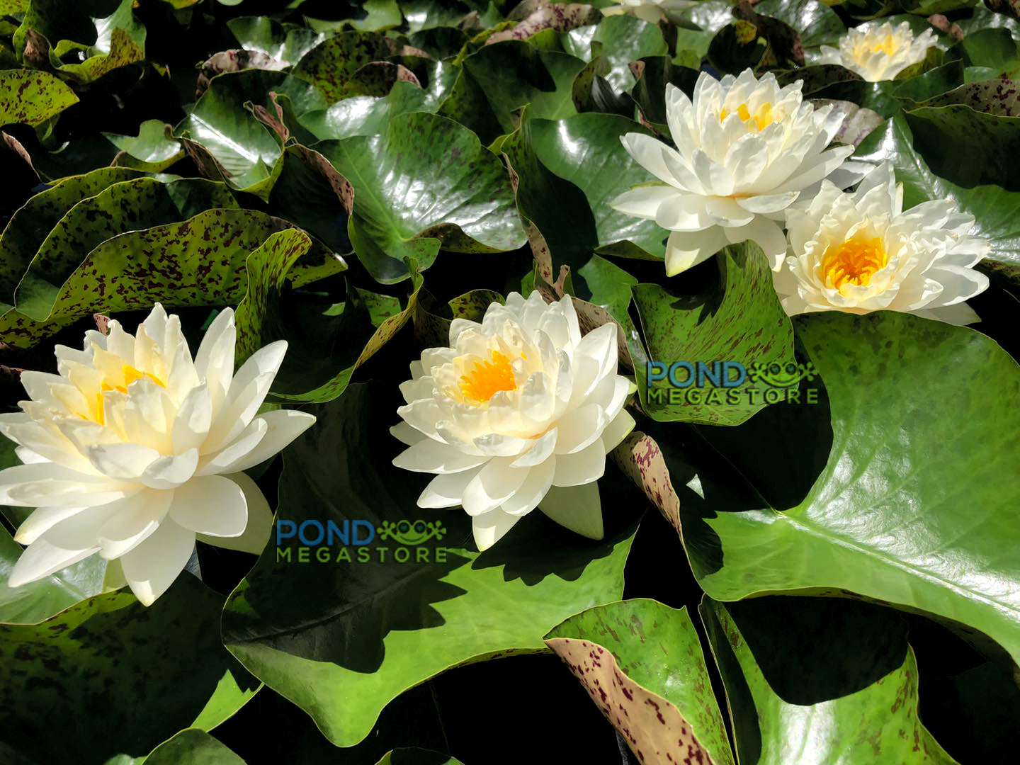 Wedding Dress XL Hardy Water Lily - Pond Megastore
