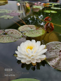 white pond lily extract White Mallika Hardy Water Lily