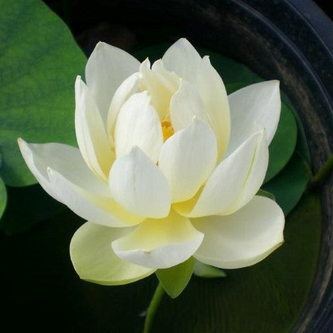 Xiamen Bowl Lotus <br> 'Rice Paper' - Bowl-Dwarf lotus!