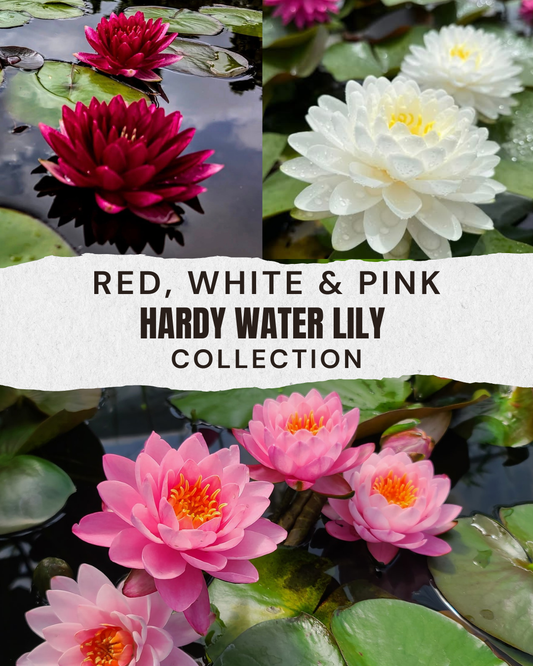 RED, WHITE, & PINK HARDY WATERLILY COLLECTION - Pond Megastore