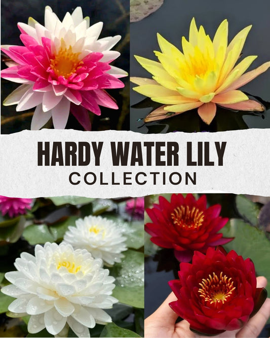 4 Hardy Water Lily Collection - Pond Megastore