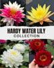 4 Hardy Water Lily Collection