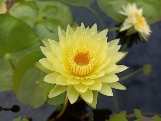 Sup Sothorn (Good Luck) Annual Water Lily - Pond Megastore