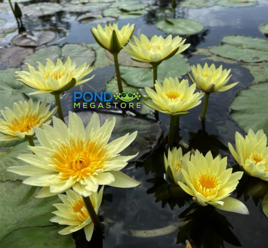 Grower's Choice Yellow Annual Water Lily - Pond Megastore