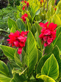Crimson Stripes Aquatic Canna
