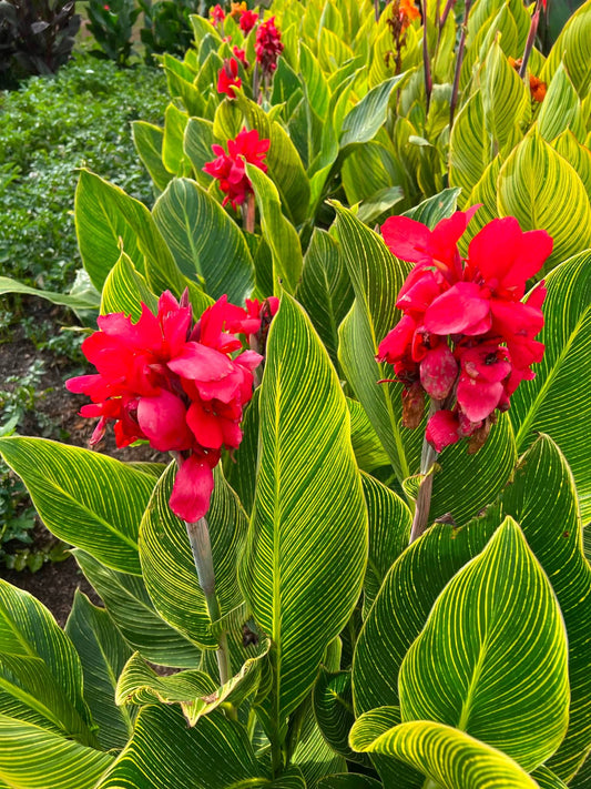 Crimson Stripes Aquatic Canna
