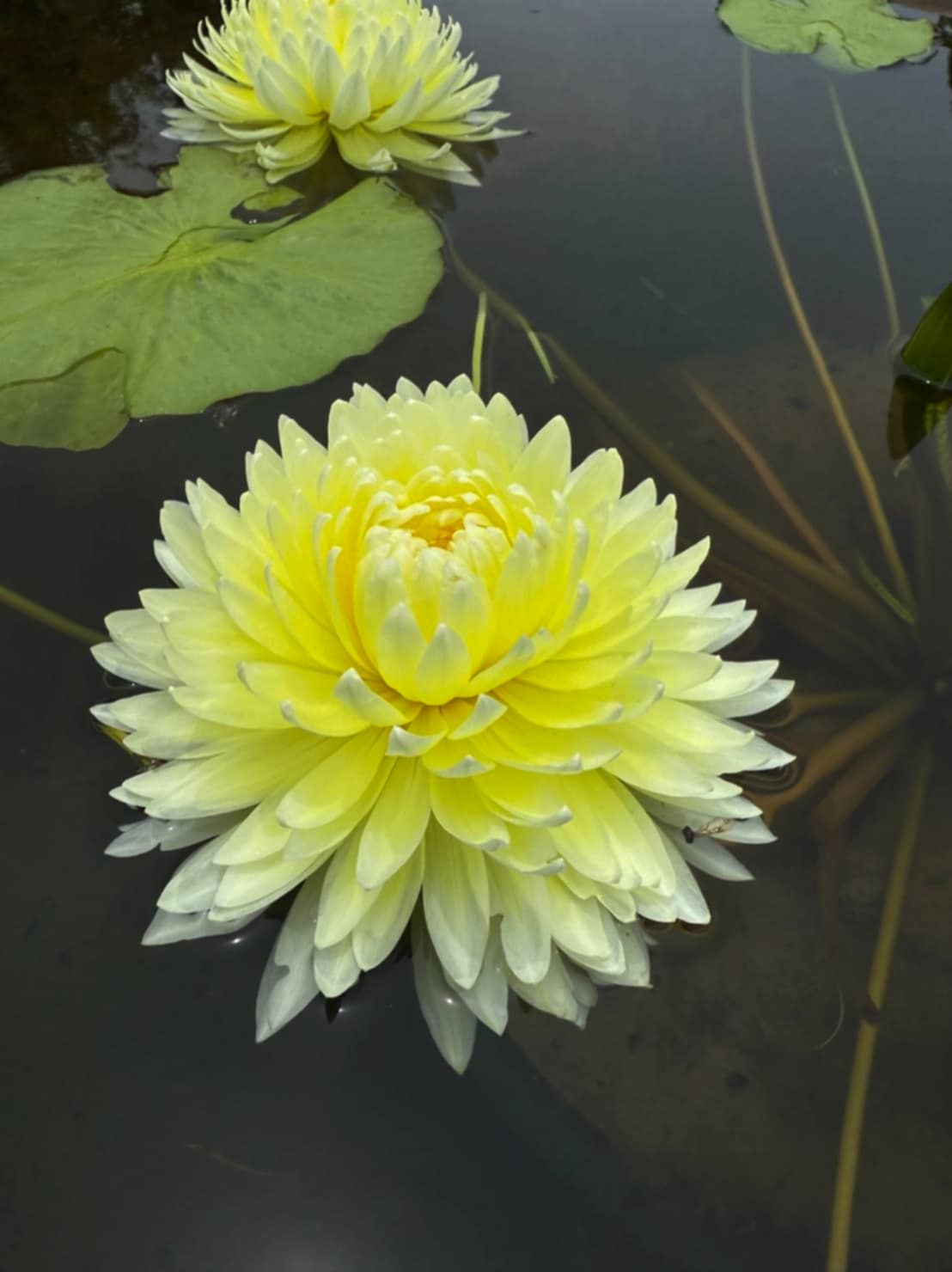 Yellow Pom Pom Annual Water Lily - Pond Megastore