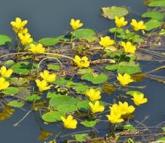 Golden Heart - Pond Megastore