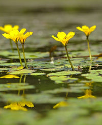 Golden Heart - Pond Megastore