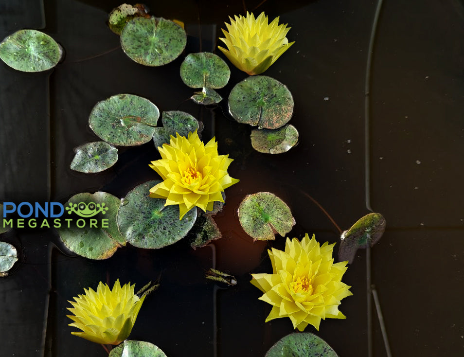 Izia Small Dwarf Hardy Water Lily - Pond Megastore