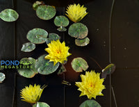 Izia Small Dwarf Hardy Water Lily - Pond Megastore