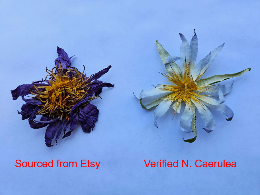 Cerulea (Egyptian Blue Lotus of the Nile) Annual Water Lily - Pond Megastore