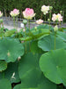 Mrs. Perry D. Slocum Lotus  <br>  Tall  /  Perfectly Pink Petals!