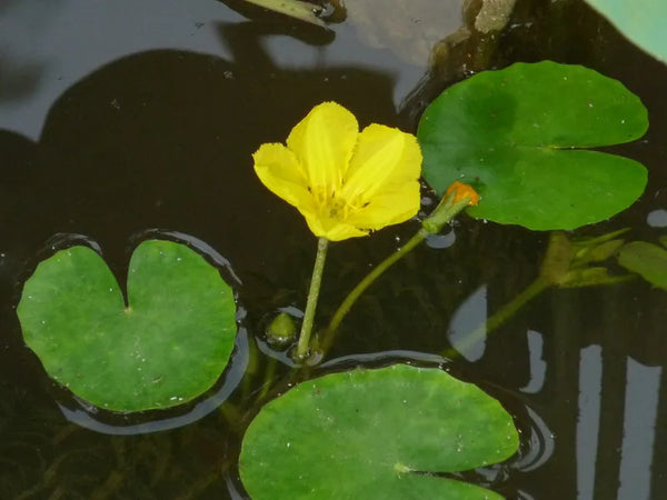 Golden Hearts (Nymphoides lutea) - Ships Spring & Summer