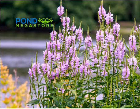 Aquatic Snapdragons 'Pink Boquet' <br> (Physostegia) - Pond Megastore