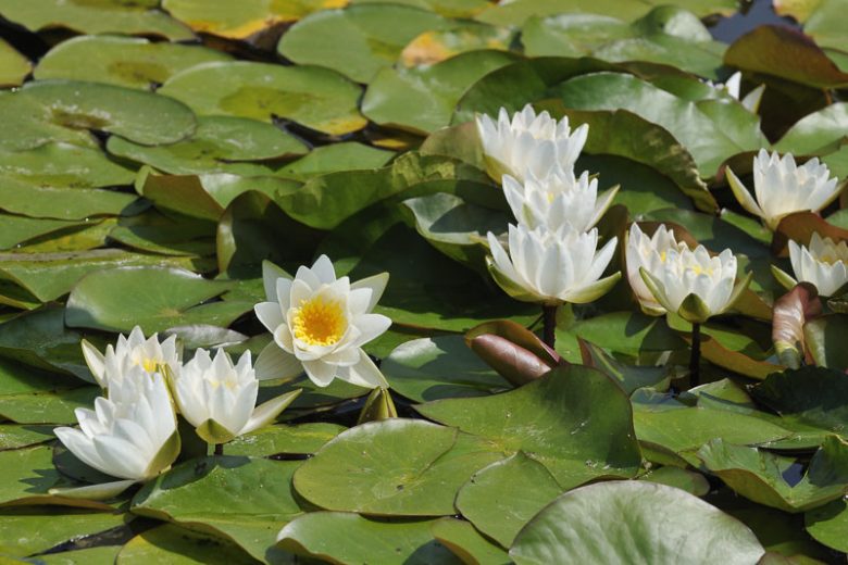 Wholesale Odorata Hardy Waterlily  'American White Waterlily' - Pond Megastore