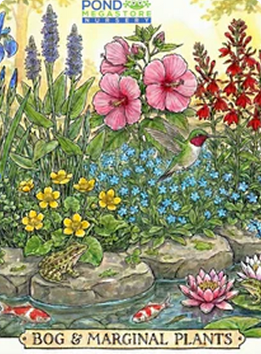 Bog Filter Pond Plants/ Pond Plants for Shelves