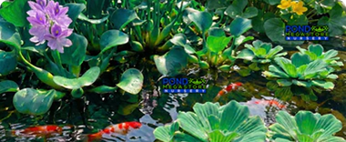 FLOATING POND PLANTS