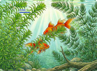 OXYGENATING POND PLANTS; Keeps pond clean!